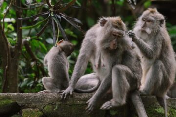 USA: Zoo zaszczepi zwierzęta