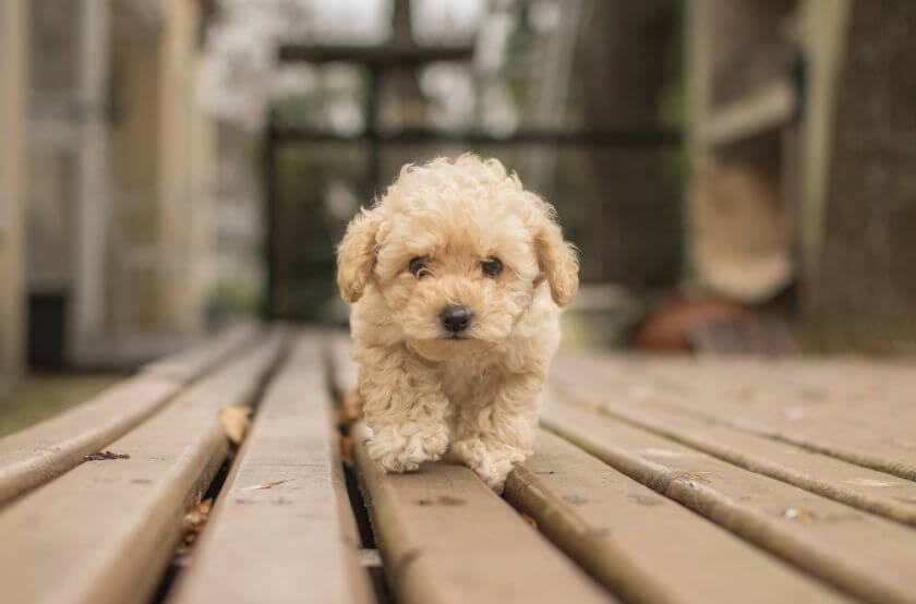 Maltipoo szczeniak