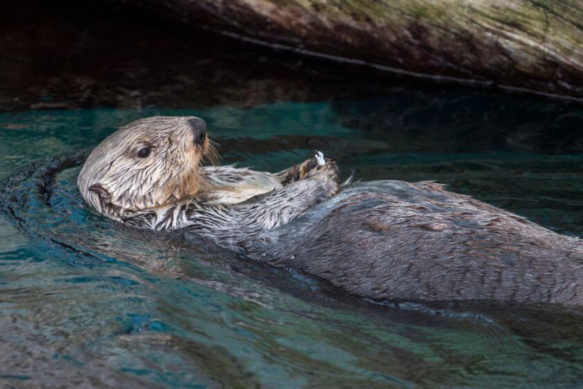 Oceanarium Lizbona wydra