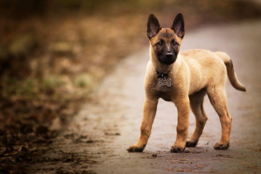 Owczarek belgijski malinois szczeniak