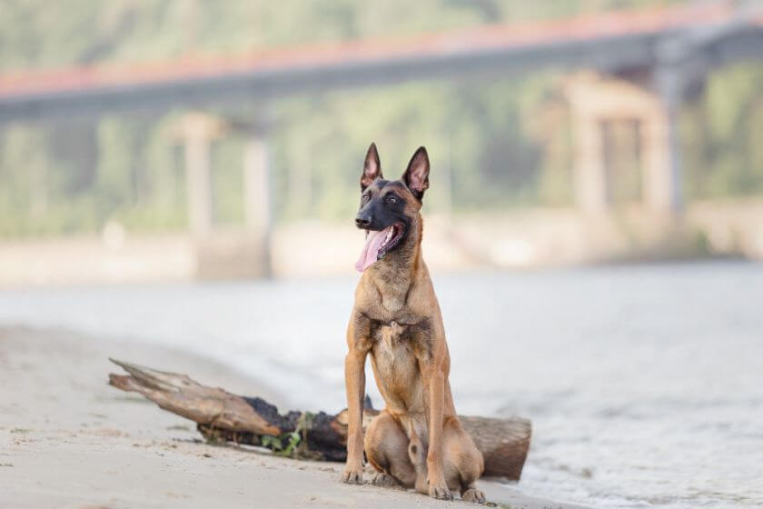 Owczarek belgijski malinois siedzi na plaży