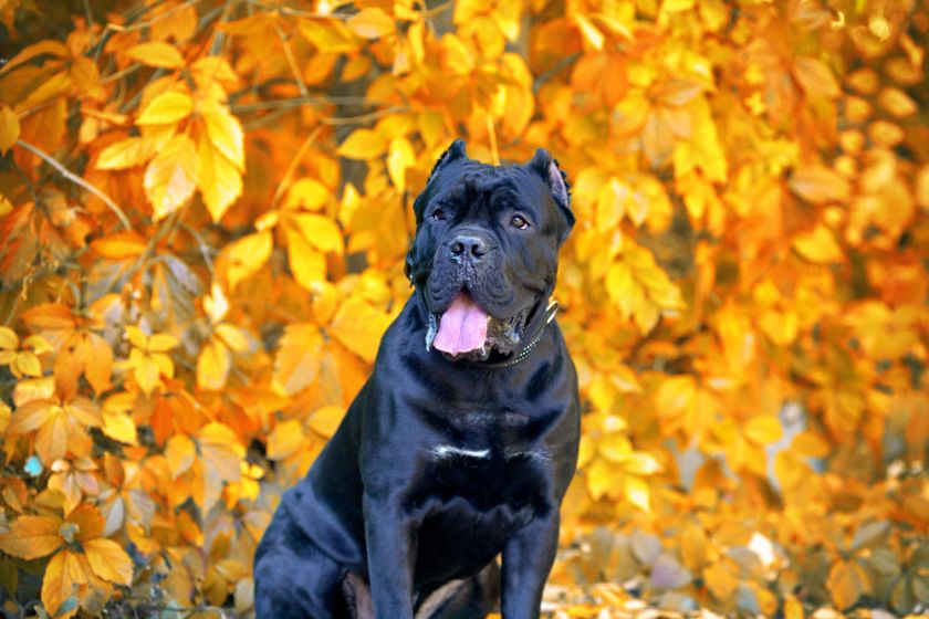 Pies cane corso w parku