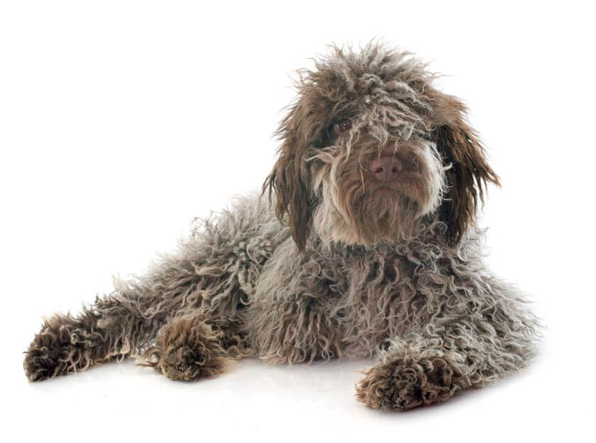 lagotto romagnolo leży