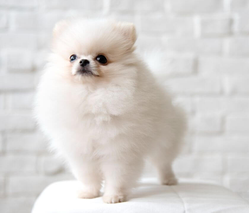 Pomeranian stoi na stole