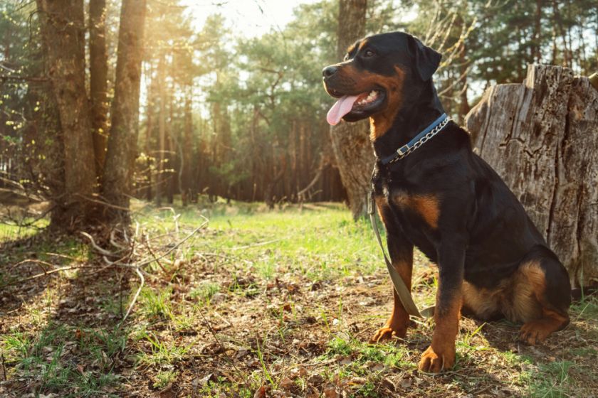 rottweiler siedzi