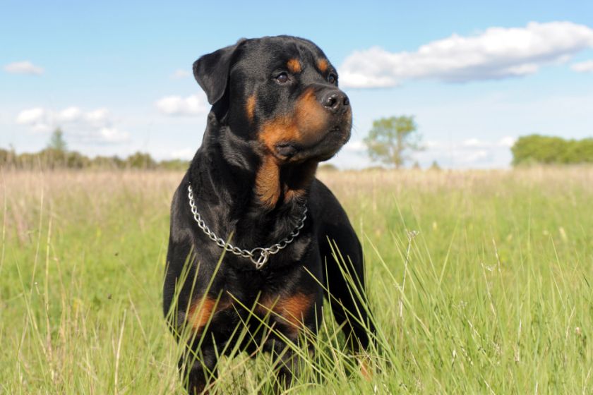 rottweiler na łące