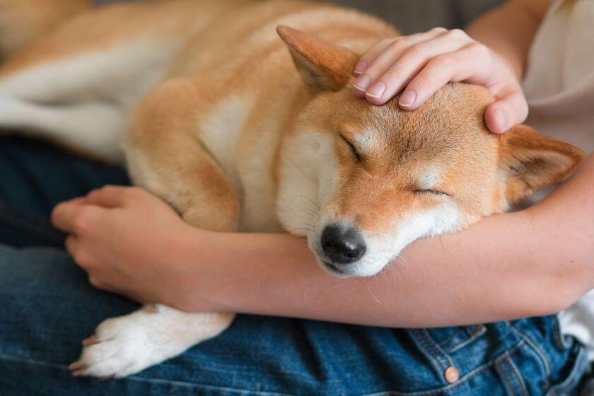 Shiba inu na kolanach opiekuna