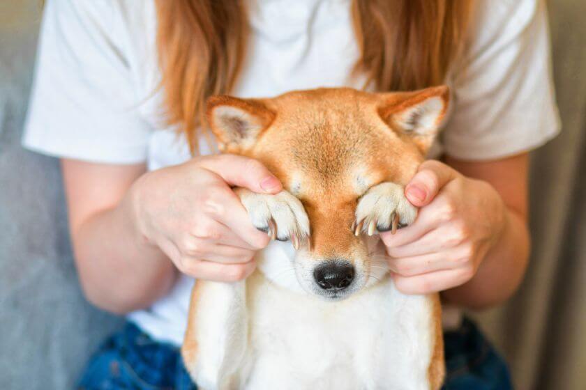 Shiba inu z łapkami na oczach