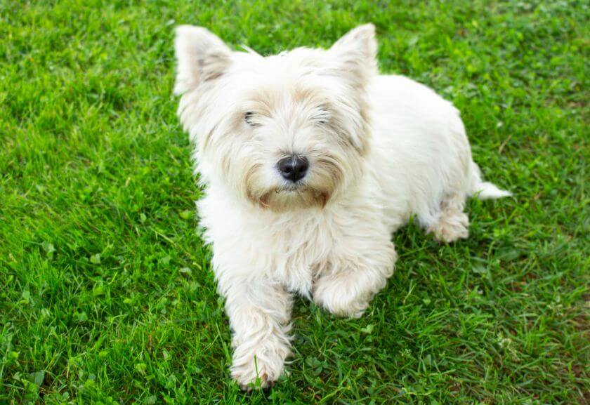 west highland white terrier na trawie