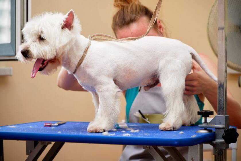 west highland white terrier u groomera