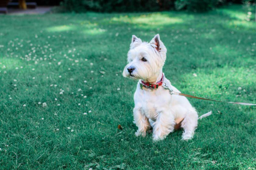 west highland white terrier siedzi na trawie