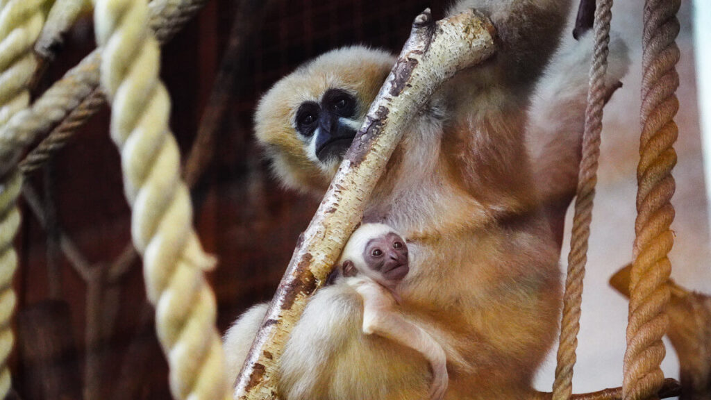 ZOO Wroclaw. Gibon bialopoliczkowy 1 1