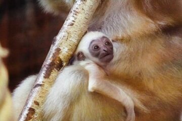 ZOO Wrocław. Gibon białopoliczkowy