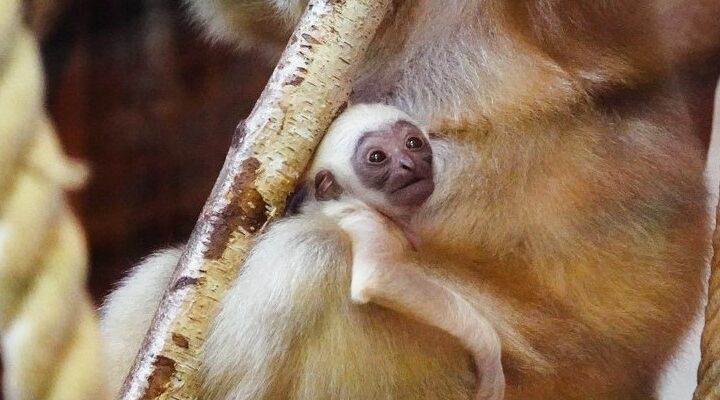 ZOO Wrocław. Gibon białopoliczkowy