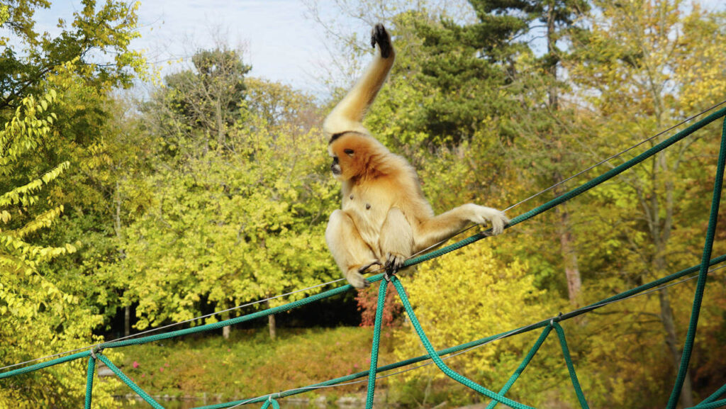 ZOO08201 Gibon bialopoliczkowy Dao 02 6