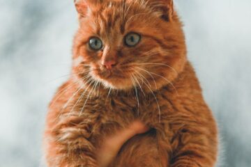 Żywy Garfield. Hosico