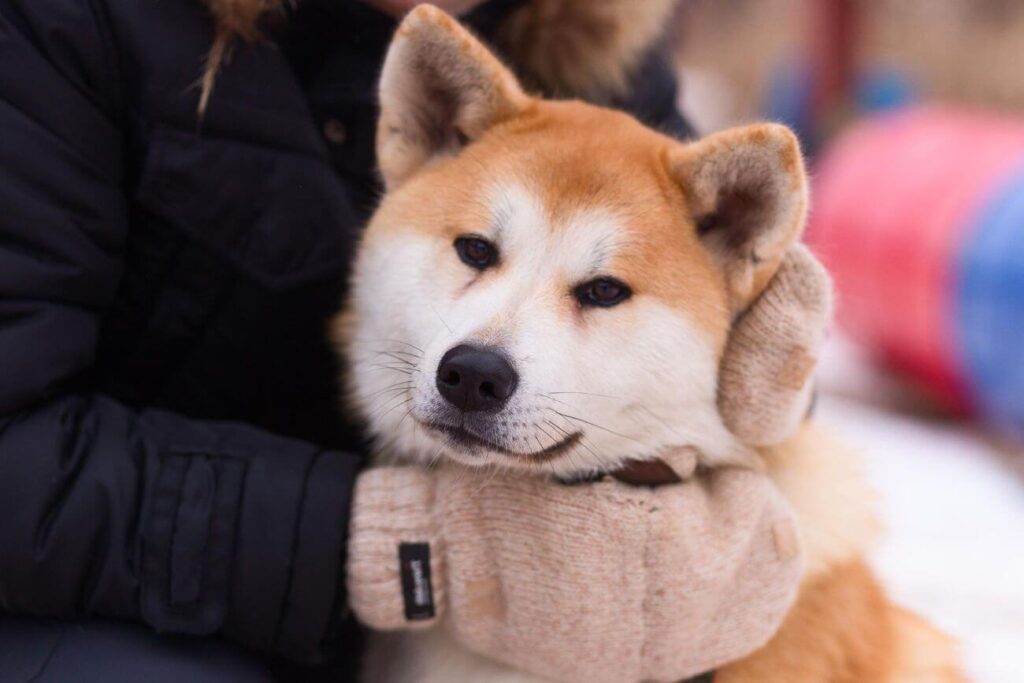 akita zimą otulony rękawiczkami