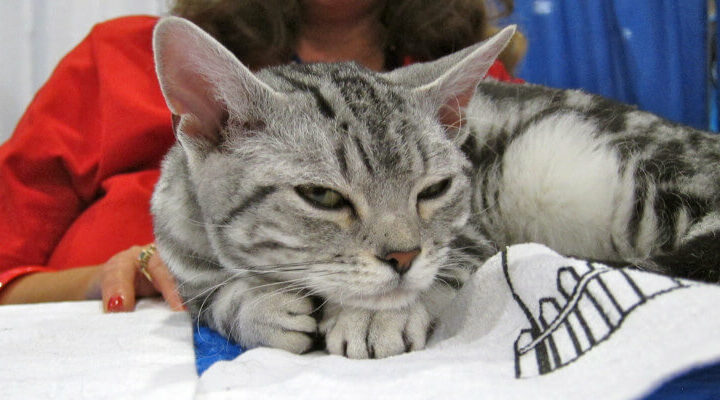 amerykański wirehair