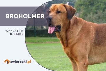 broholmer