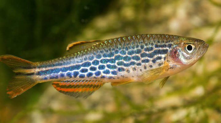 danio