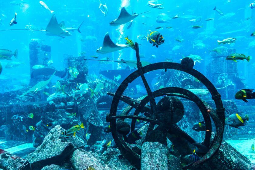 Dubai Aquarium woda