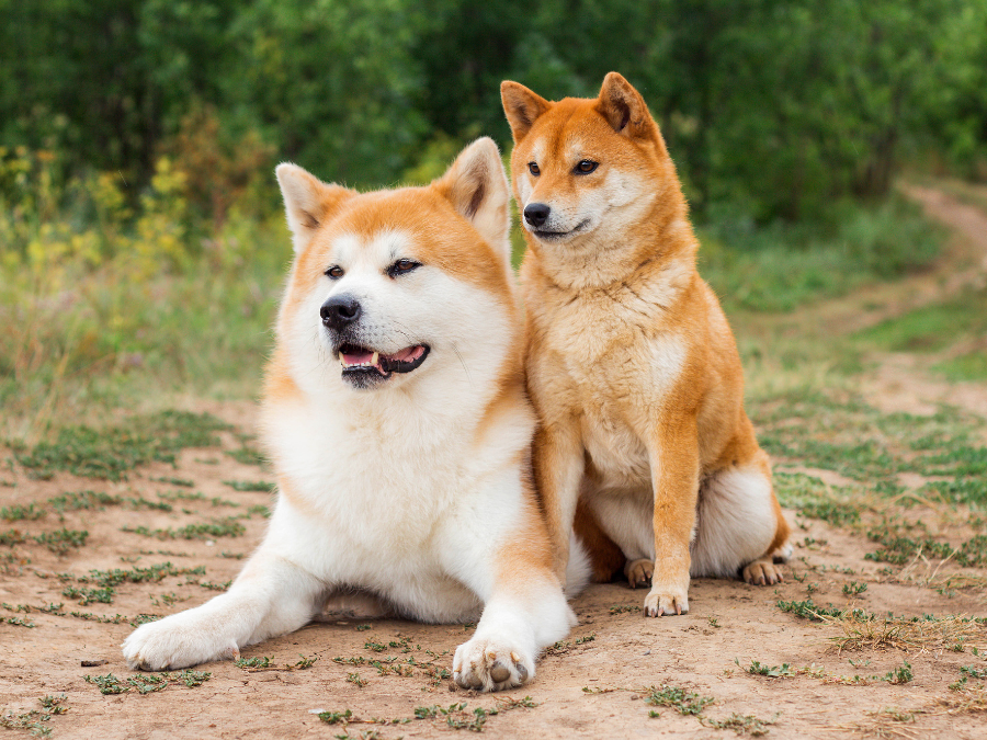 hokkaido pies i shiba inu