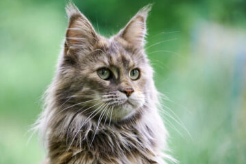 maine coon hodowla