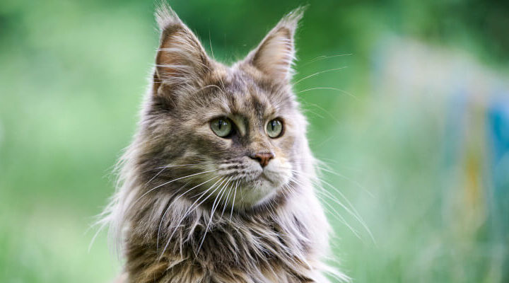 maine coon hodowla