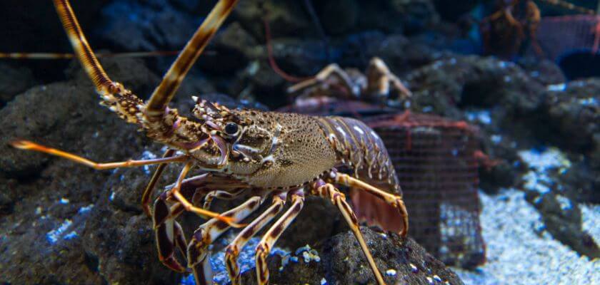 oceanarium barcelona krewetka