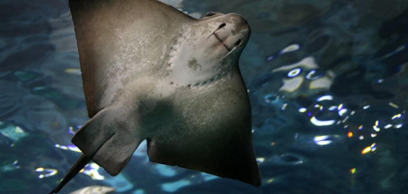 oceanarium barcelona płaszczka