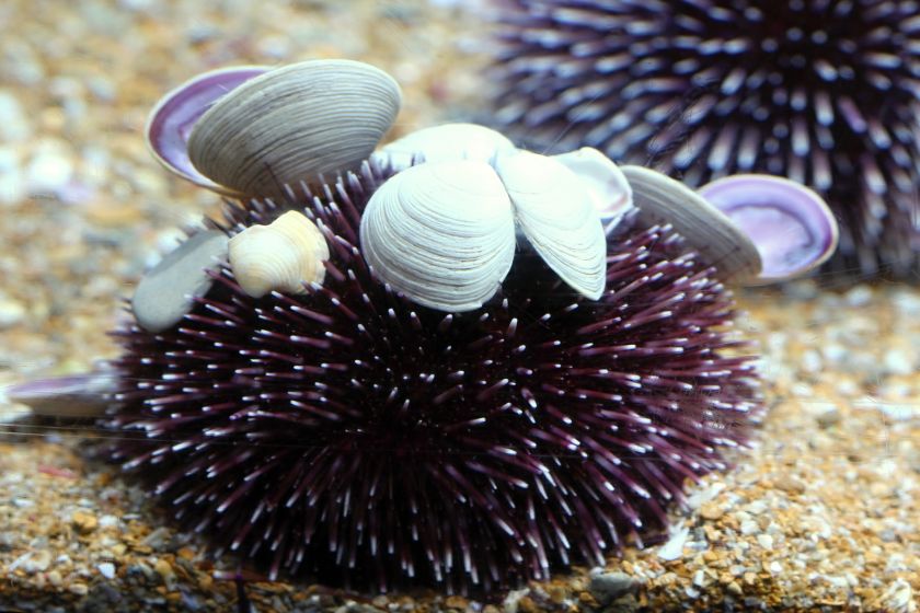 Oceanarium Walencja muszle