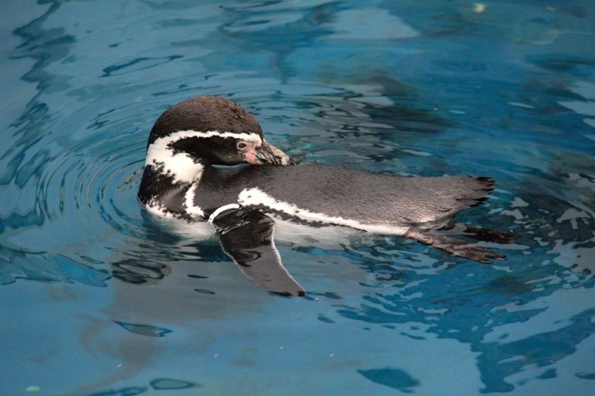 Oceanarium Walencja delfin