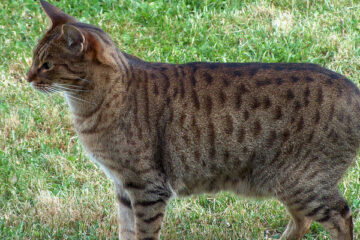 ocicat