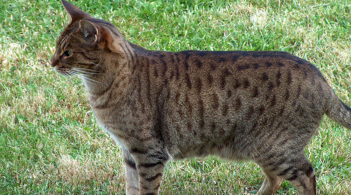 ocicat