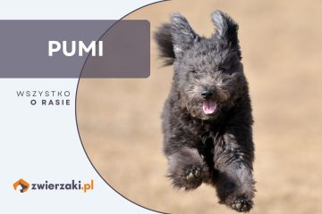 pumi