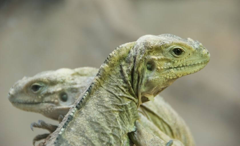 Wiedeń Zoo - iguana