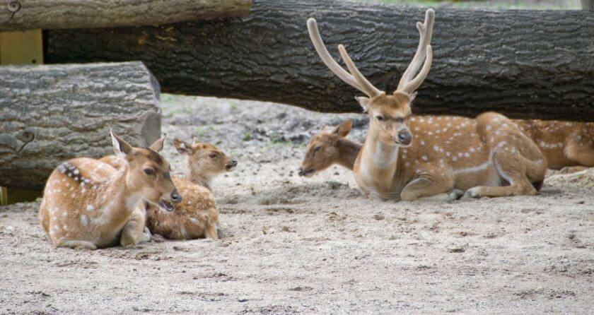 Wiedeń Zoo - jeleniowate