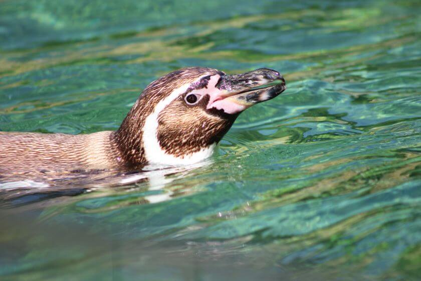 Wiedeń Zoo - pingwin