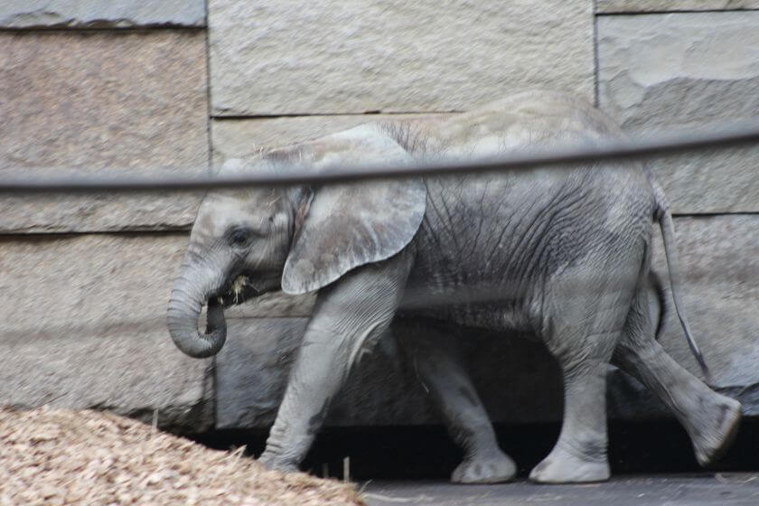 Wiedeń Zoo - słoń