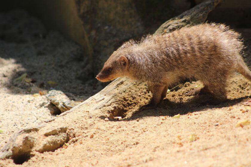 Wiedeń Zoo - zwierzęta