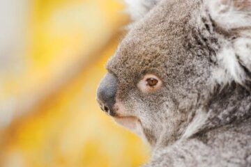 Australia Zoo