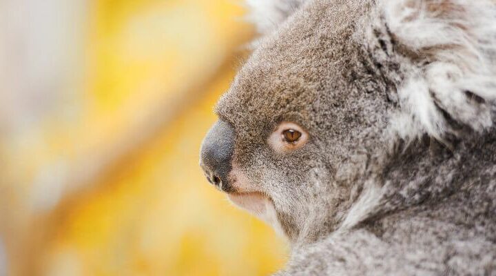 Australia Zoo