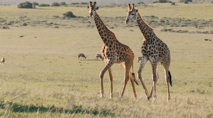 Śląski Ogród Zoologiczny