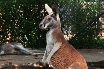 Taronga Zoo