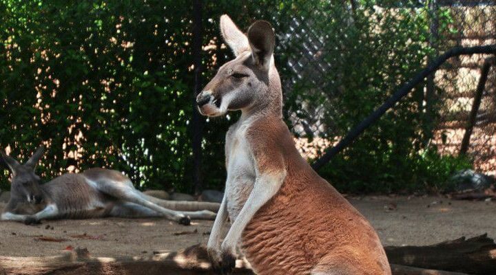 Taronga Zoo