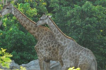 zoo atlanta