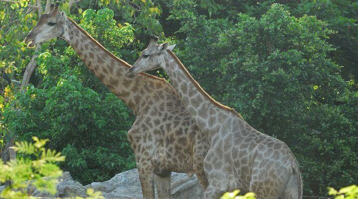 zoo atlanta