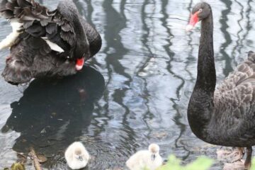 Zoo Gdańsk. Czarne łabędzie