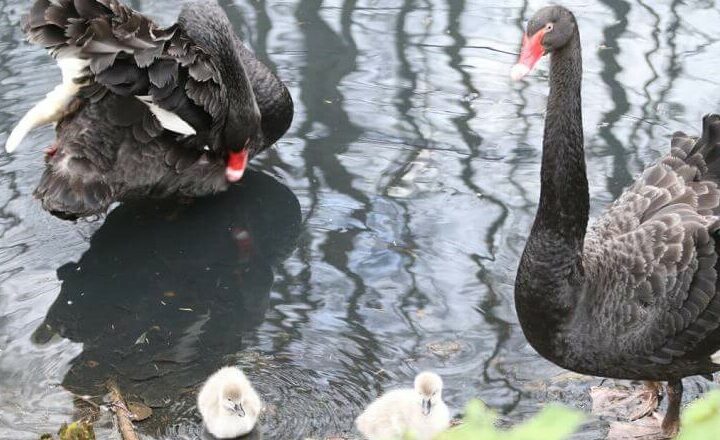 Zoo Gdańsk. Czarne łabędzie