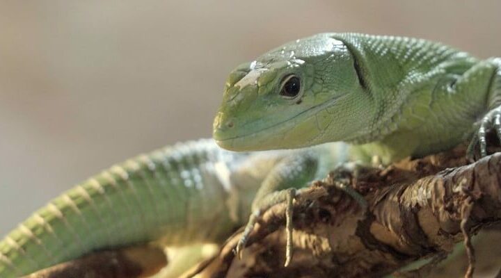 Zoo Wrocław. Jaszczurka ostrobrzucha